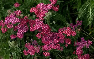 ����� ���� ��� �������� ����� 4K Ultra HD