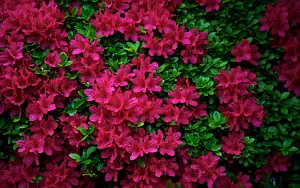 ����� ���� ��� �������� ����� 4K Ultra HD