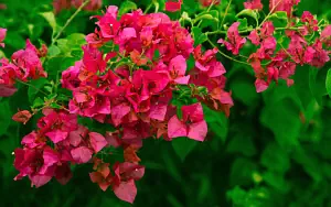 ����� ���� ��� �������� ����� 4K Ultra HD