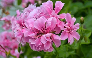 ����� ���� ��� �������� ����� 4K Ultra HD