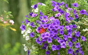 ����� ���� ��� �������� ����� 4K Ultra HD