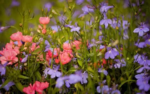 ����� ���� ��� �������� ����� 4K Ultra HD