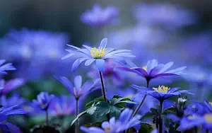 ����� ���� ��� �������� ����� 4K Ultra HD