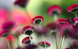 ����� ���� ��� �������� ����� 4K Ultra HD