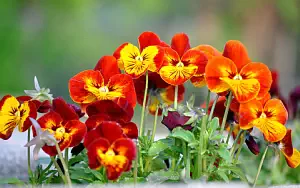 ����� ���� ��� �������� ����� 4K Ultra HD